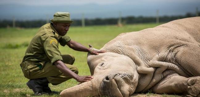 وحيد القرن الابيض /المنتصف