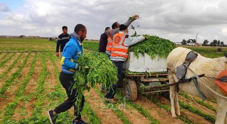 مزارعين غزة-المنتصف