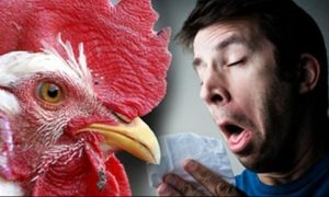 إنفلونزا الطيور -المنتصف