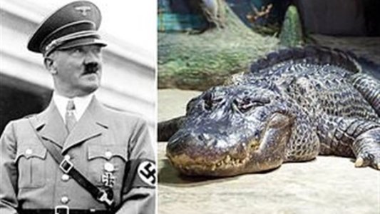 تمساح هتلر - المنتصف