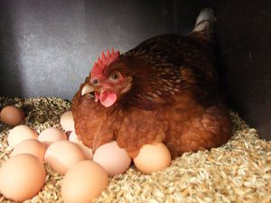 بيض دجاج - المنتصف