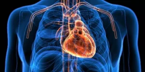 صحة القلب ب10 خطوات 1 قلب الانسان - المنتصف