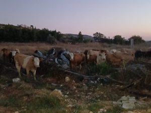 أبقار -المنتصف